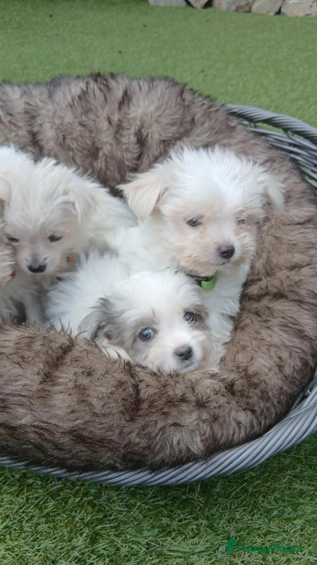 Boomer honden te koop: Laatste 2 prachtige boomer reutjesuit 1 malig nest - Advertentie 1