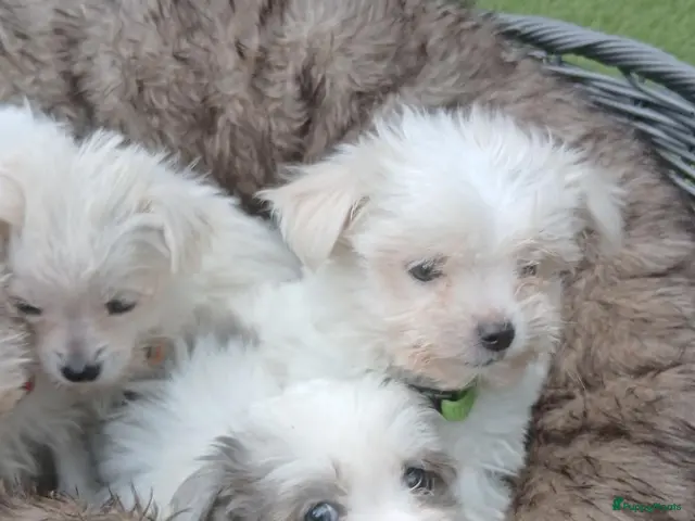 Boomer honden Laatste 2 reutjes uit gelegenheids nestje boomer - Advertentie 2