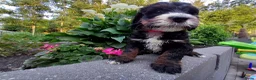 Bernedoodle honden te koop: Medium Bernedoodle - Advertentie 16
