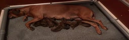 Rhodesian Ridgeback honden te koop: Rhodesian Ridgeback 7 reutjes geboren - Advertentie 8