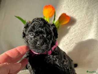 Poedel Toy honden Toypoedel pups (mini toypoedel) toypoodle puppy’s - Advertentie 1