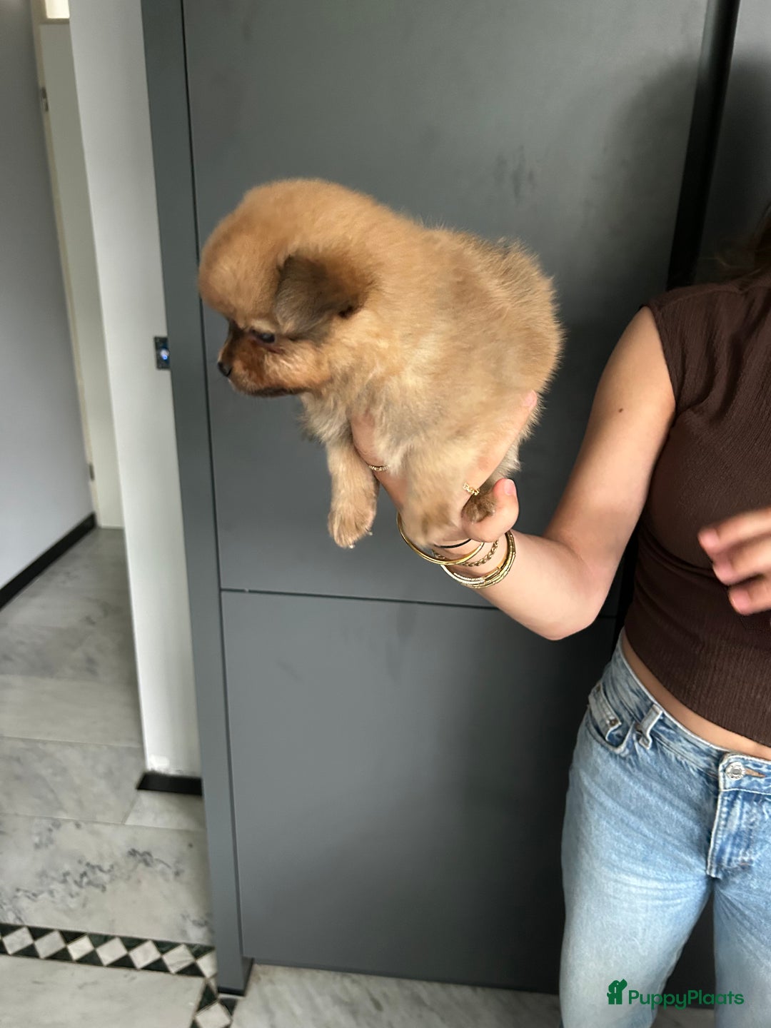Pomchi honden te koop: Pomchi pups - Afbeelding 12