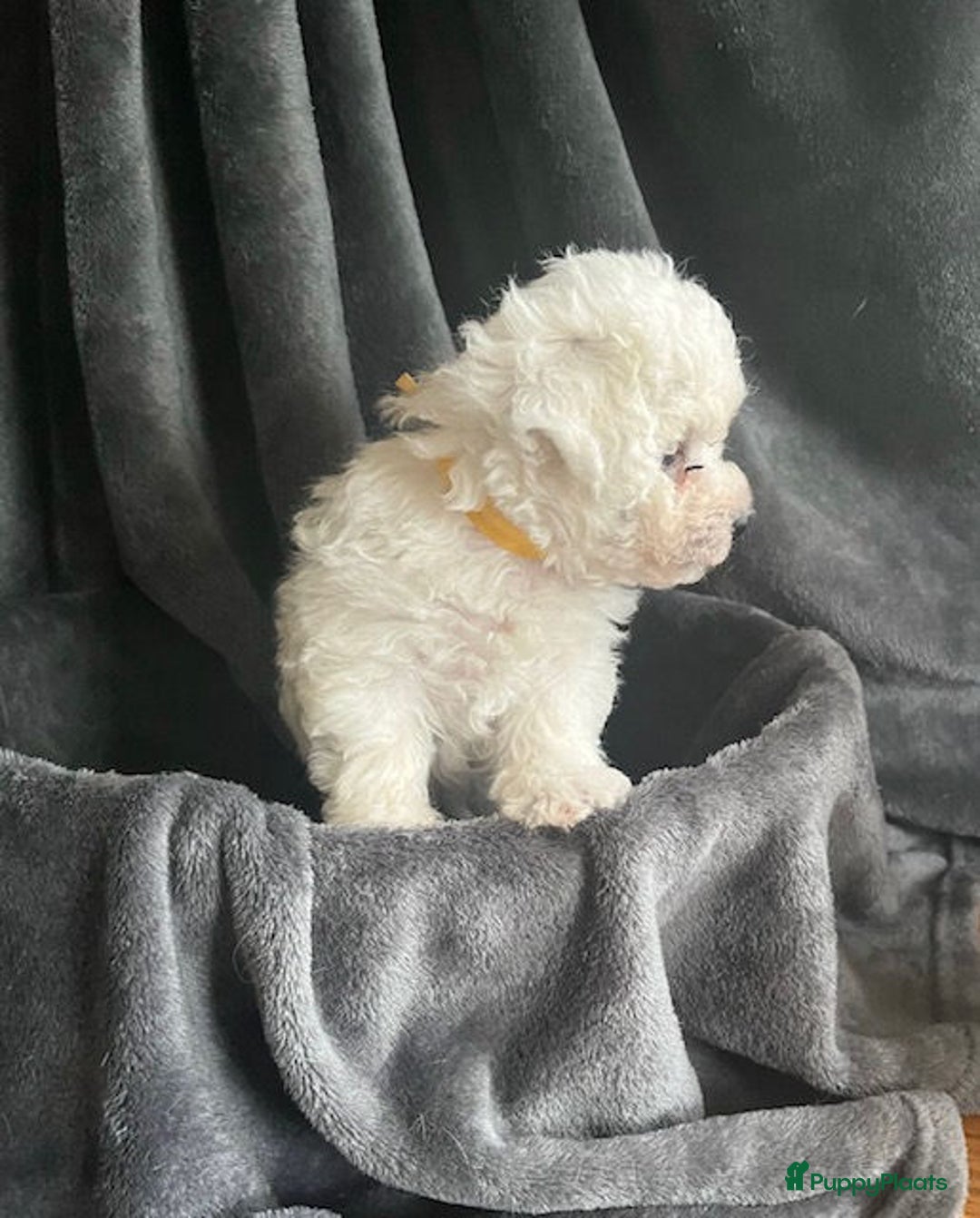 Bichon Frisé honden te koop: bichon frise pups - Advertentie 12