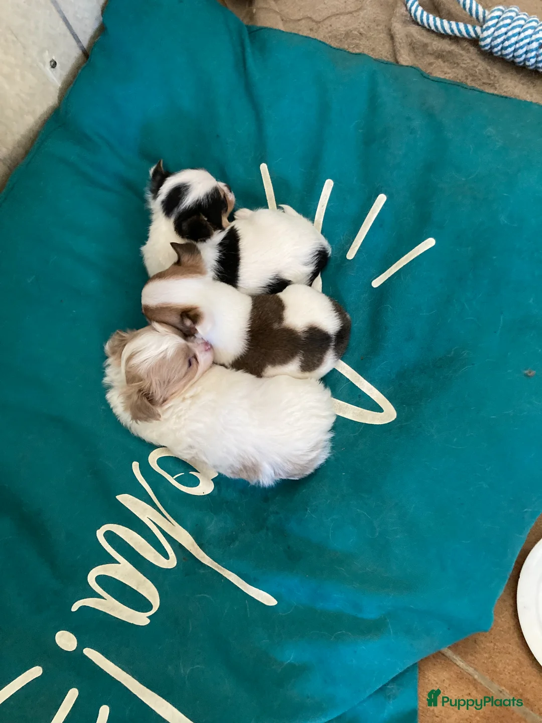 Chihuahua honden te koop: lang en kortharige chihuahua in Noardburgum - Advertentie 4