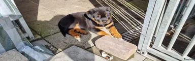 Rottweiler Puppy 1