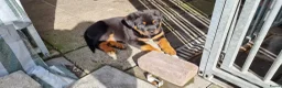 Rottweiler honden te koop: Nog 5 Rottweiler pups uit de volgende combinatie: - Advertentie 15