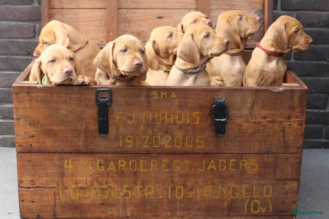 Vizsla korthaar honden te koop: Prachtge Vizsla's met stamboom - Advertentie 2