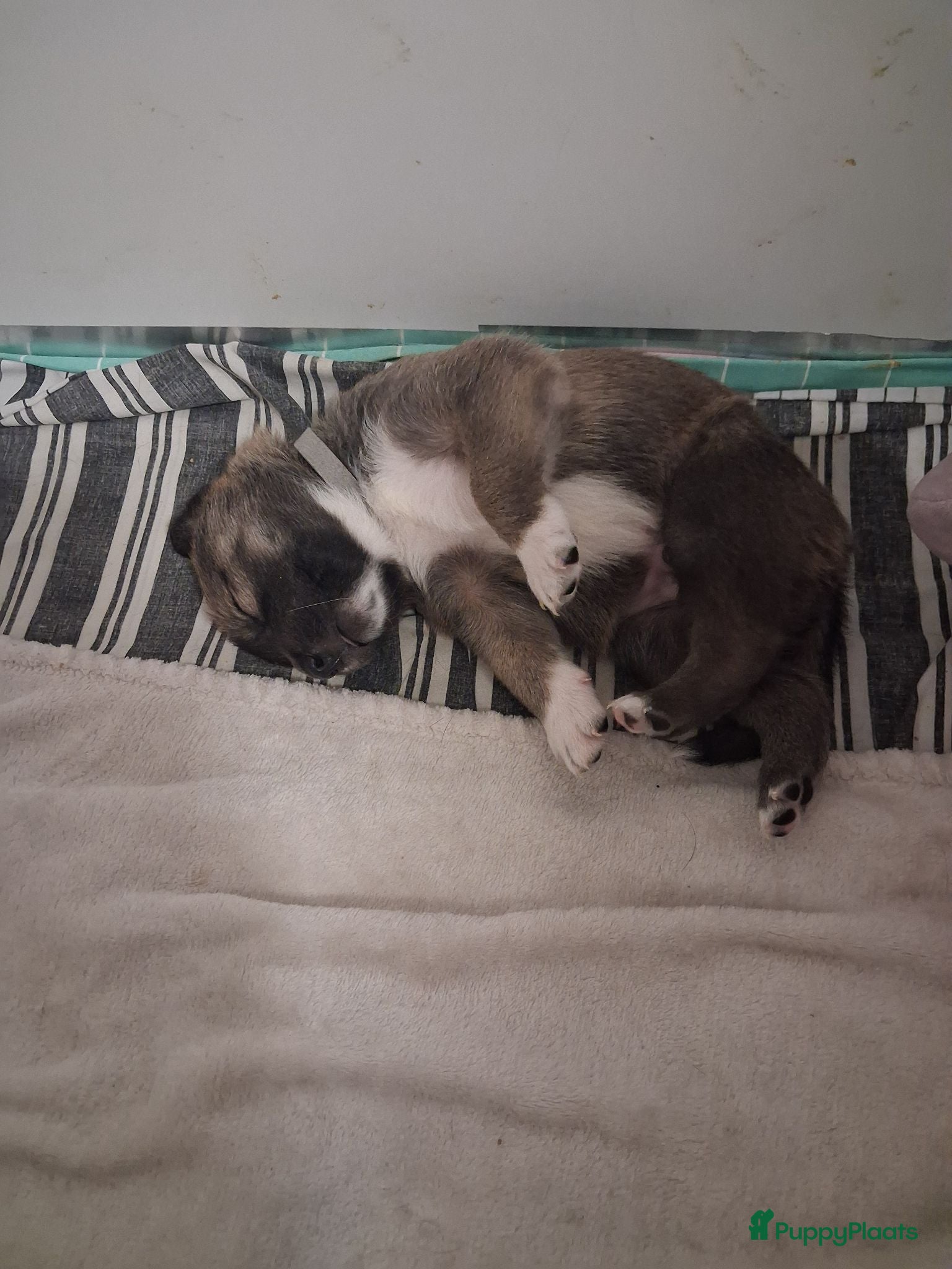 Kruising honden Te koop mooie pups - Advertentie 2