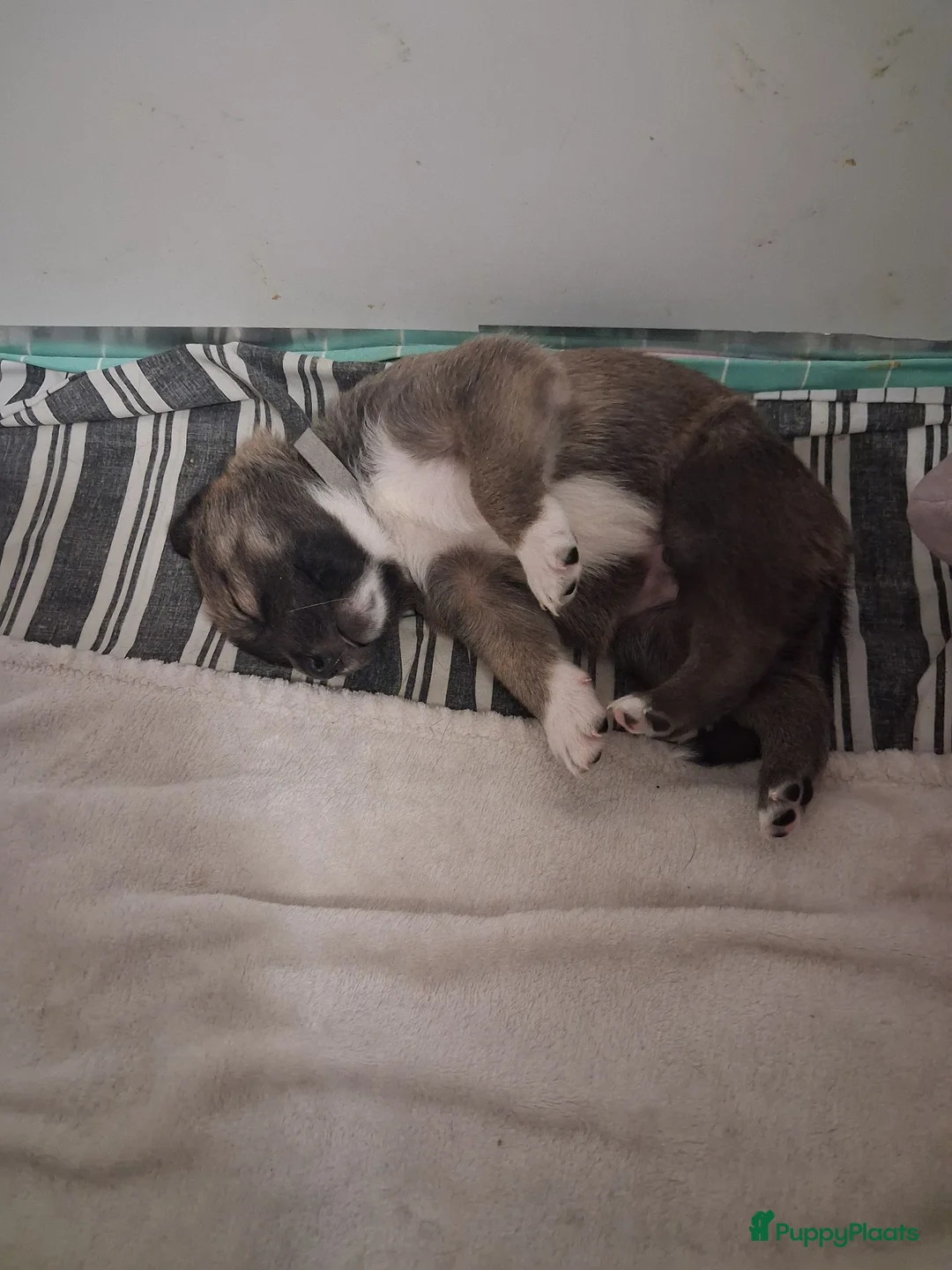 Kruising honden te koop: Te koop mooie pups - Advertentie 2