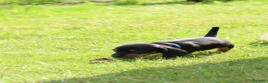 Teckel (korthaar)  Puppy 1 (blauw)