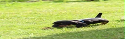 Teckel (korthaar)  honden te koop: Mooie black & tan teckelreutje - Advertentie 10
