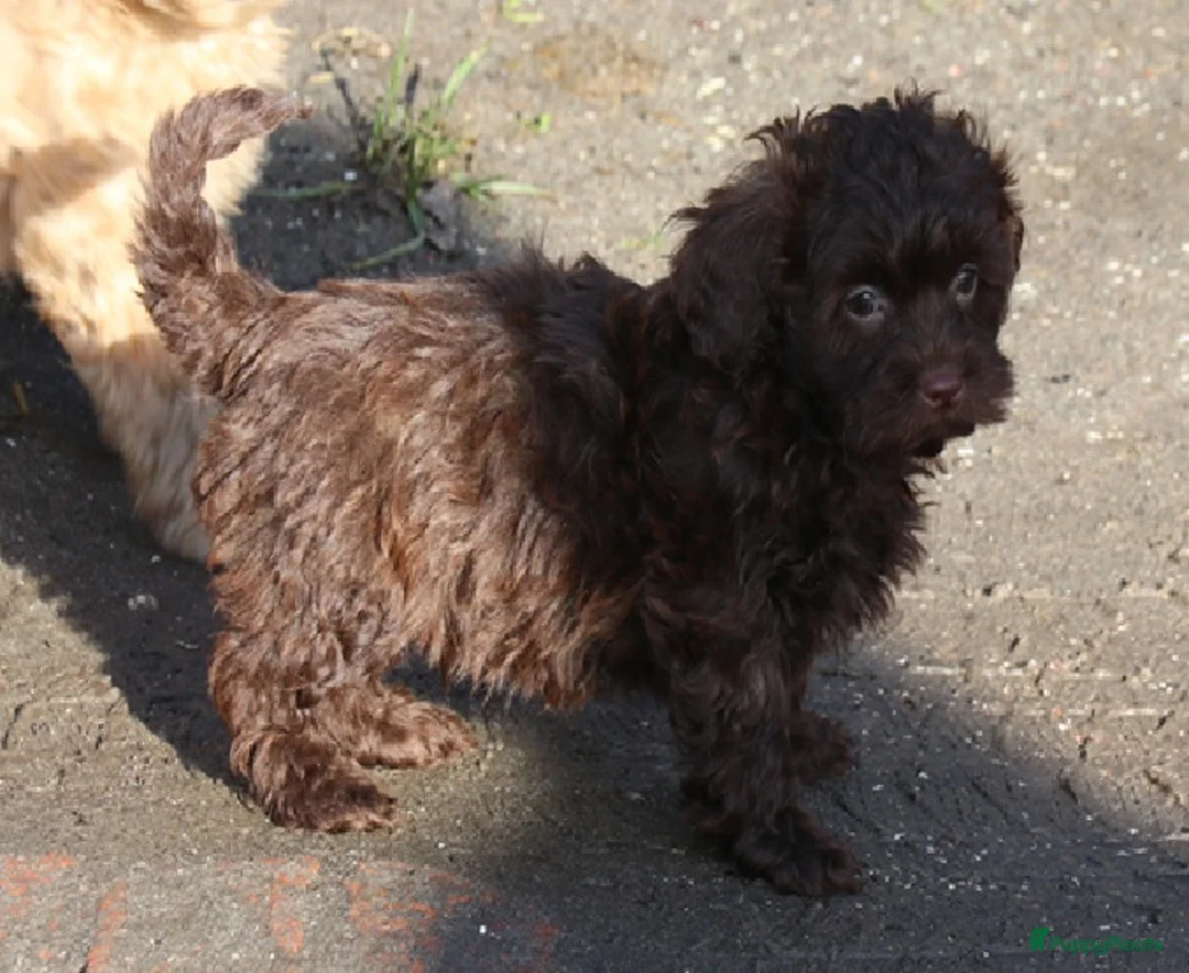 Kruising honden te koop: maltipoo/shihpoo pups beschikbaar - Advertentie 13