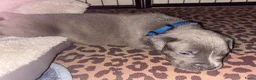 Kruising honden te koop: Puppies moeder XL Bully vader Mastino/Pitbull - Advertentie 10