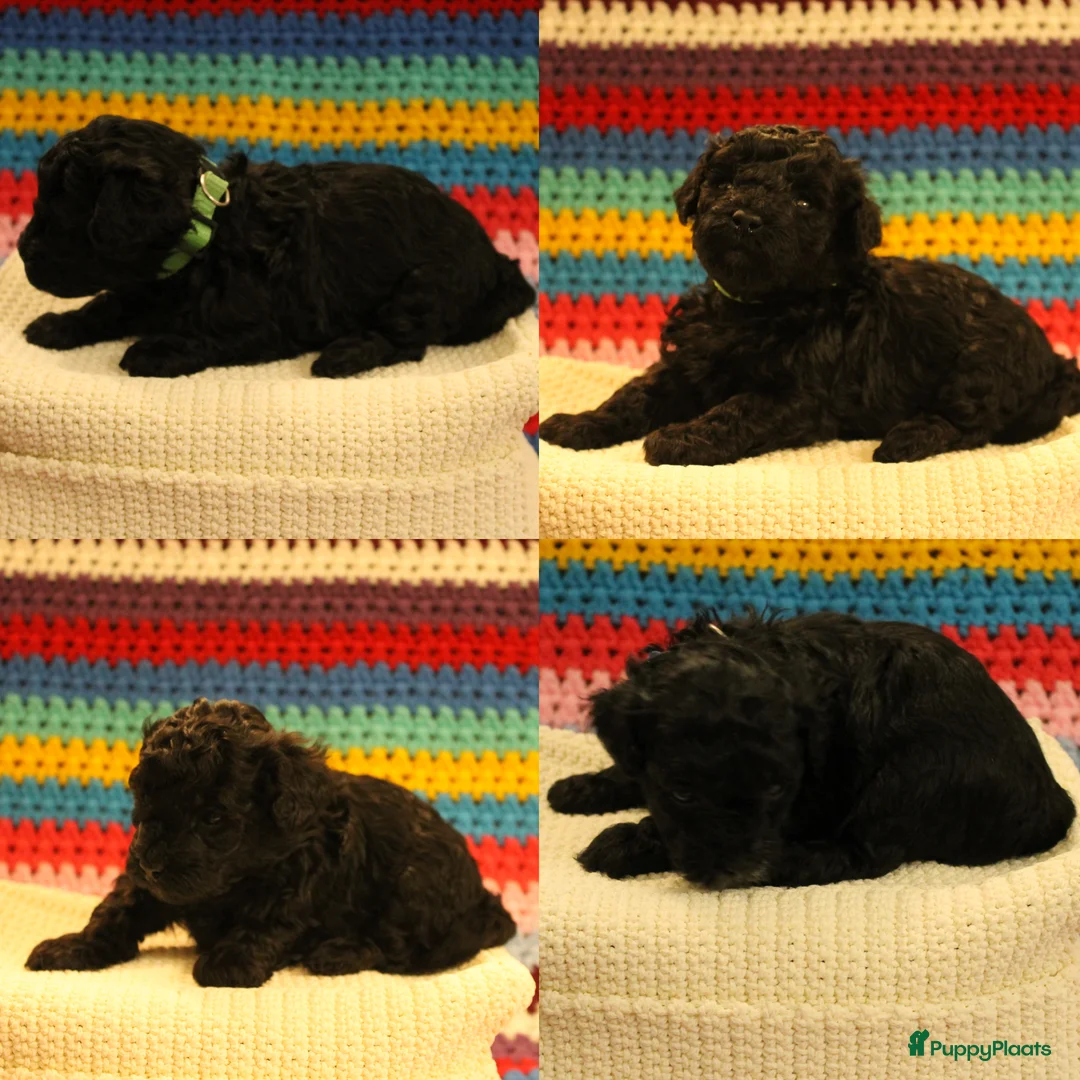 Maltipoo honden te koop: Fantastisch zwarte Maltipoo F1b 🥰 Anti-allergie - Advertentie 24