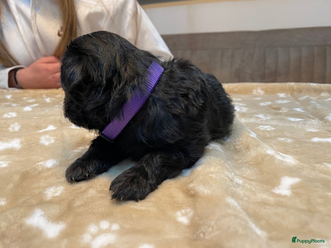 Kruising honden te koop: Boompoo pups, Boomer X Toy poedel - Advertentie 22