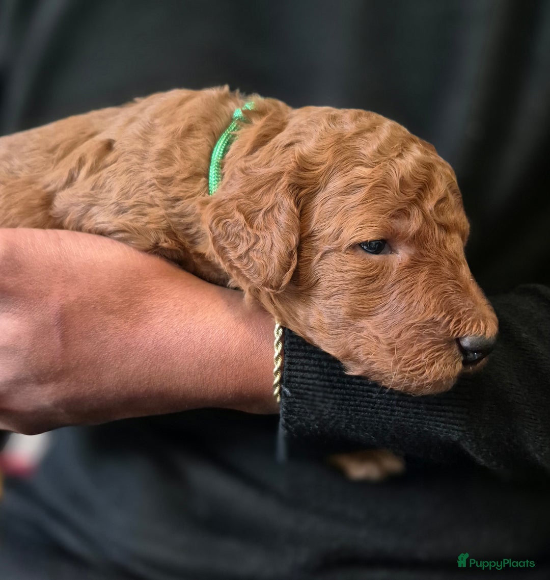 Poedel honden te koop: Middenslag poedels in Schuinesloot - Afbeelding 16