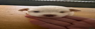 Maltipom Puppy 1
