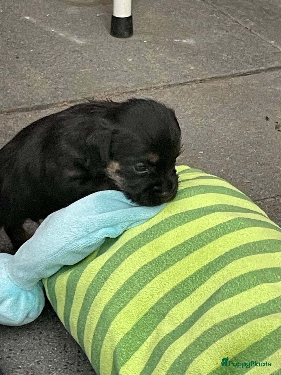Border Terriër honden te koop: Border Terriër pups te koop - Afbeelding 12