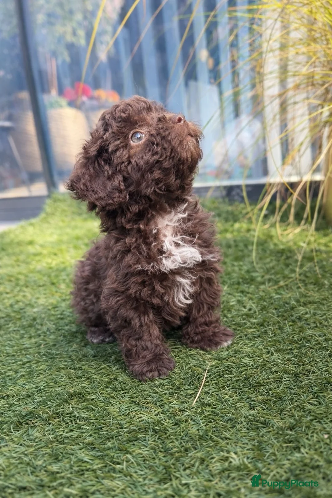 Maltipoo honden te koop: Maltipoo pup - Advertentie 2