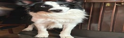 Border Collie honden ter dekking: Border Collie Dekreu in Terneuzen - Advertentie 12