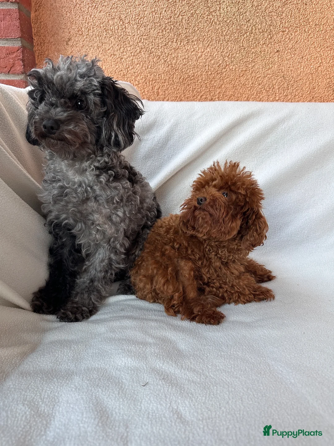 Poedel Toy honden te koop: Toypoedel Merle reu met stamboom en paspoort - Advertentie 5