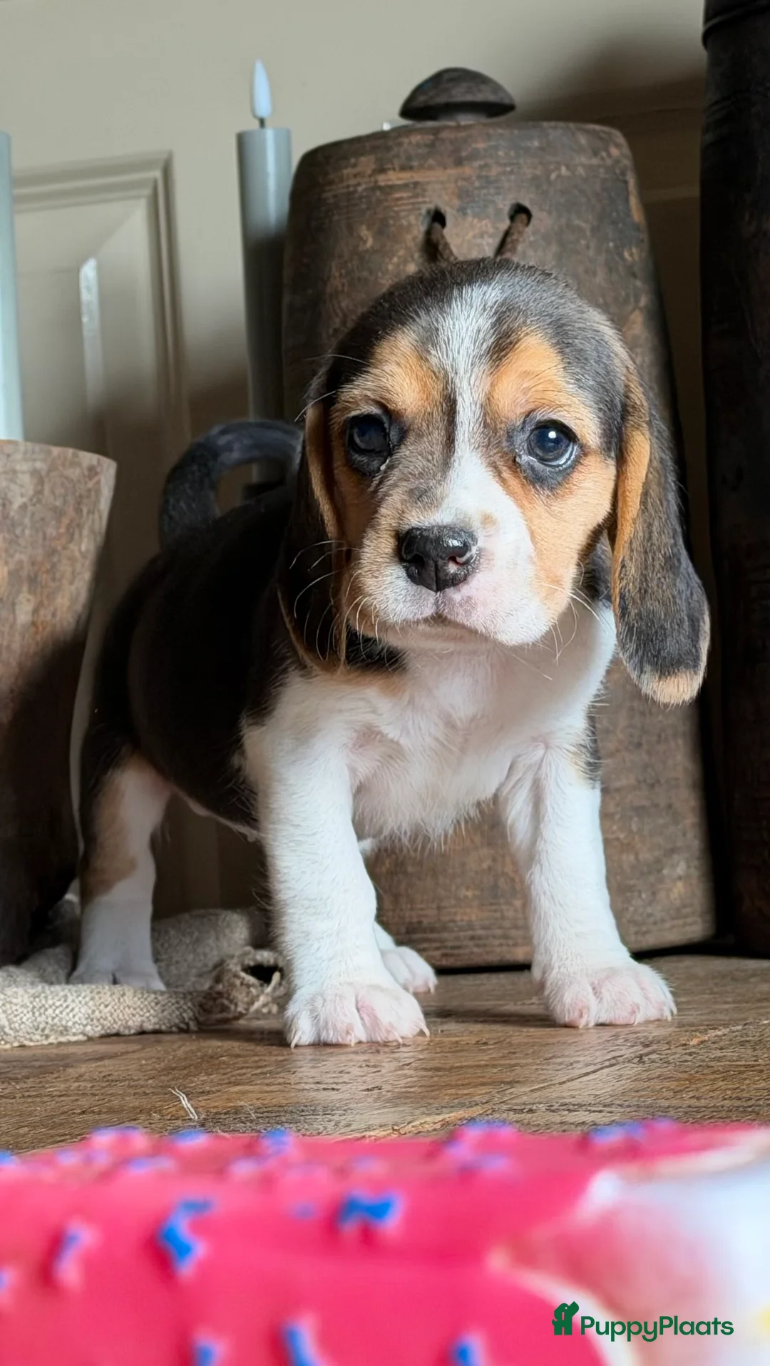 Beagle honden te koop: Beagle pups met FCI uitgebreid getest!! - Advertentie 22