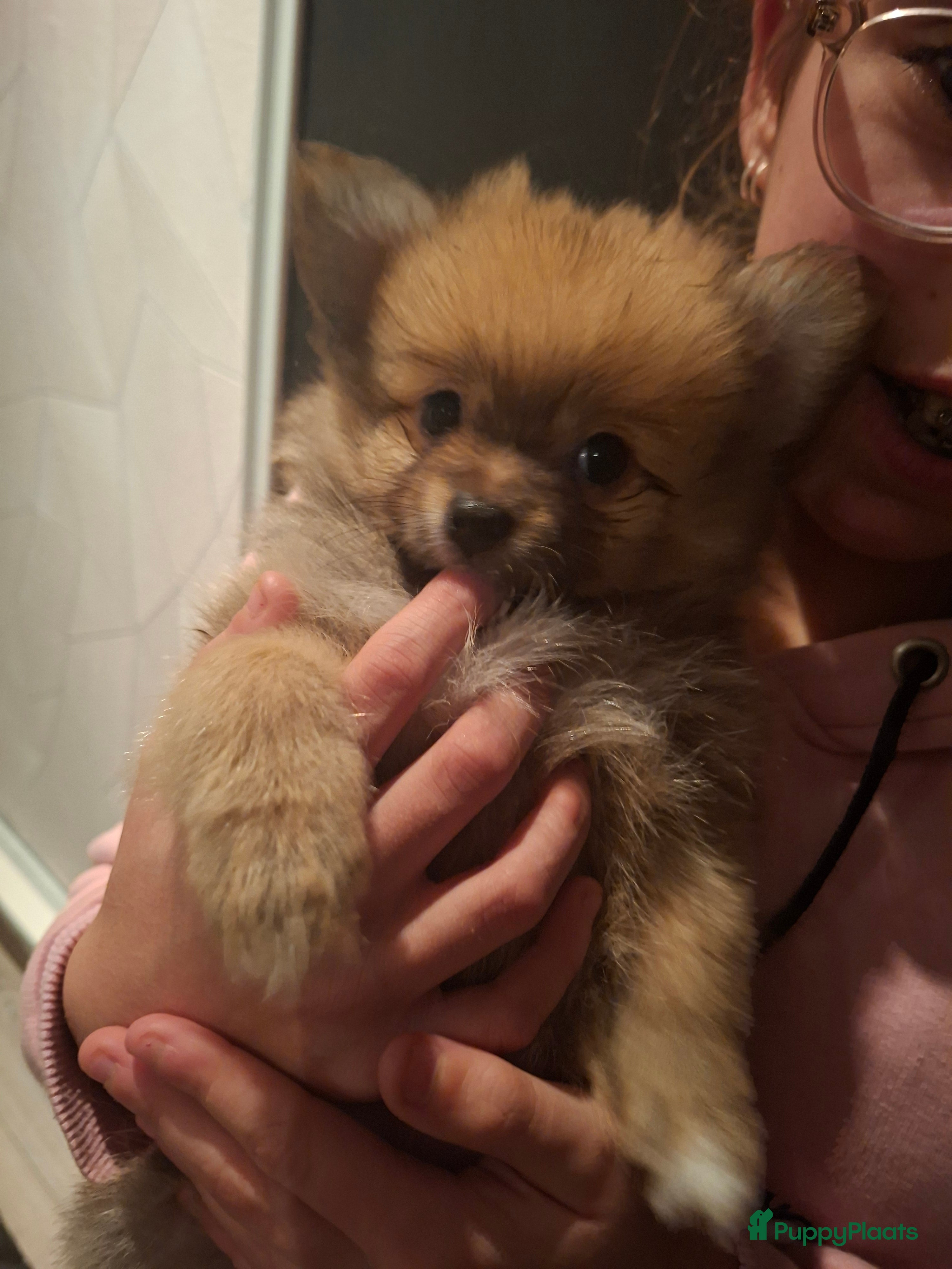 Pomeriaan honden Deze schatjes mogen nest verlaten    - Advertentie 5