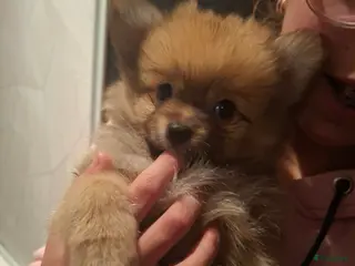 Pomeriaan honden Deze schatjes mogen nest verlaten - Advertentie 5