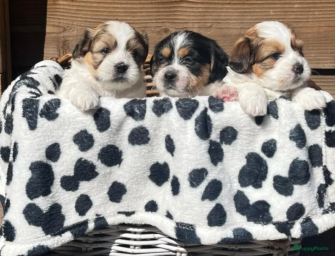 Kruising honden te koop: Zeer mooie boomer pups te koop! in Waddinxveen - Advertentie 2