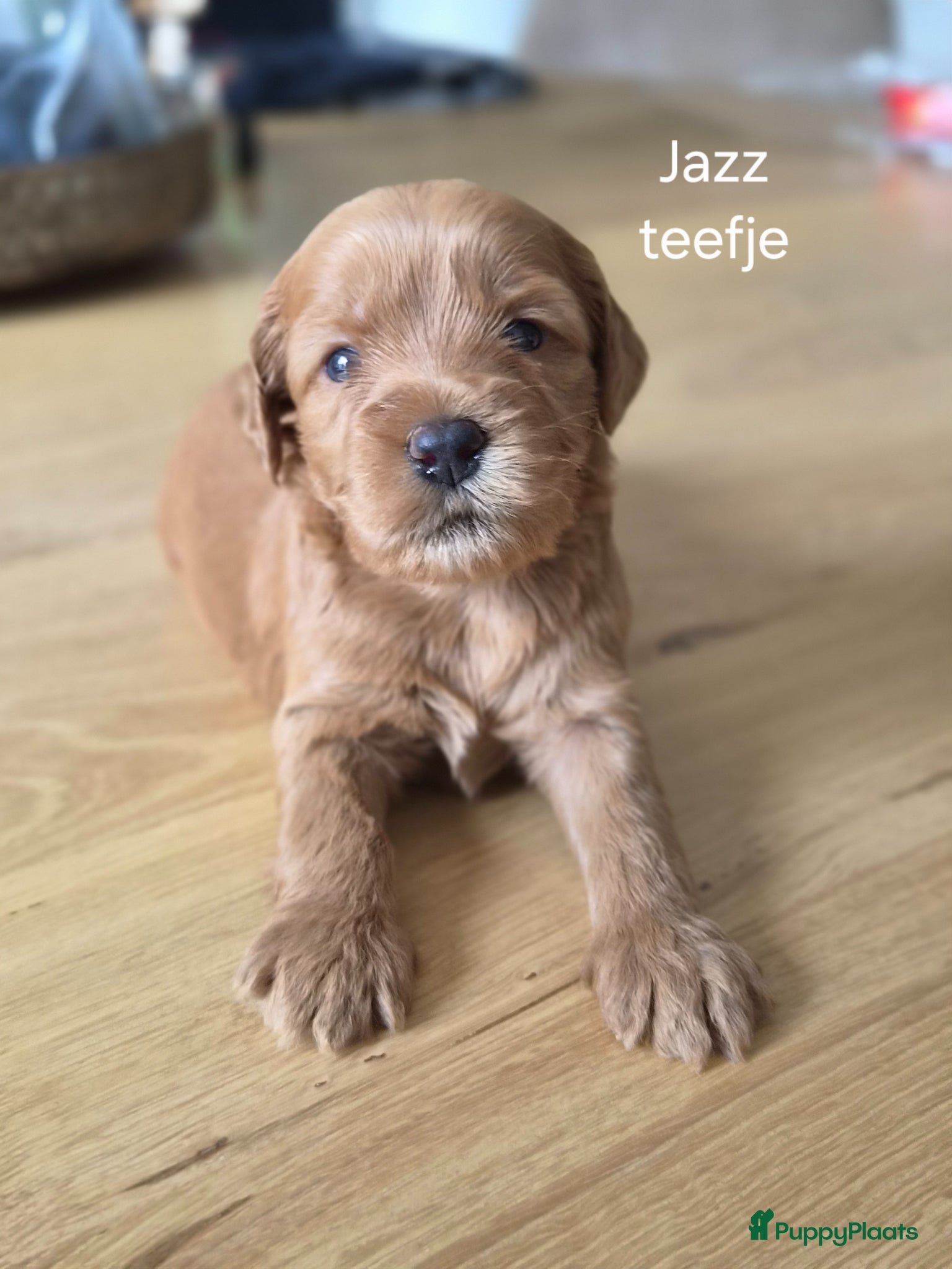 Australian Labradoodle honden Prachtige medium labradoodle pups - Advertentie 2