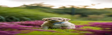 Blond reu met witte aftekeningen