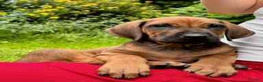 Rhodesian Ridgeback Puppy 1