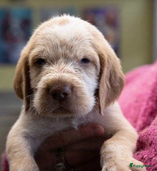 Spinone Italiano honden Spinone Italiano - Advertentie 2