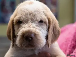 Spinone Italiano honden Spinone Italiano - Advertentie 2