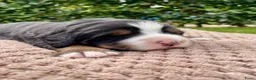 Berner Sennenhond honden te koop: *verkocht* Prachtige Berner Sennenpups metstamboom - Advertentie 2