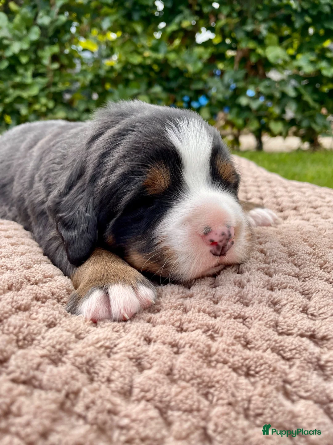 Berner Sennenhond honden te koop: *verkocht* Prachtige Berner Sennenpups metstamboom - Advertentie 2