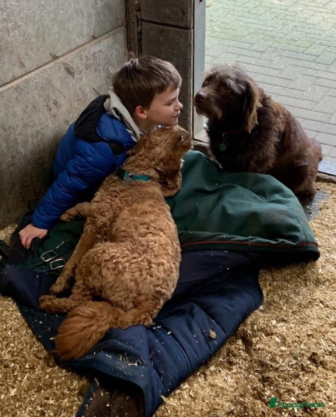Labradoodle honden te koop: Kleine medium labradoodle F1 pups  - Advertentie 9
