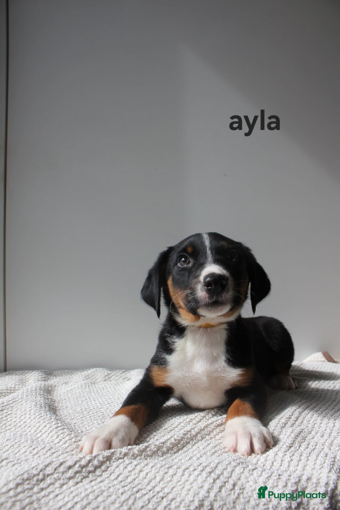 Appenzeller Sennenhond honden Appenzeller Sennenhond puppy's - Advertentie 2