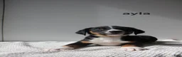 Appenzeller Sennenhond honden te koop: Appenzeller Sennenhond puppy's - Advertentie 3