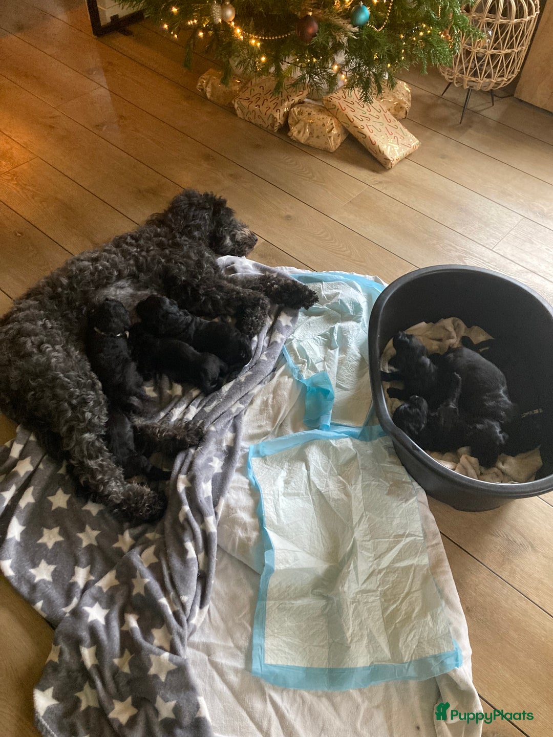 Labradoodle honden te koop: Labradoodle puppies F4 multigen zwart - Advertentie 6