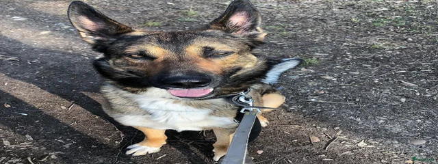 Rex