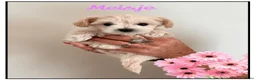 Maltipoo honden te koop: Schattige Maltipoo pups F1 (1x reutje & 1x teefje) - Advertentie 4