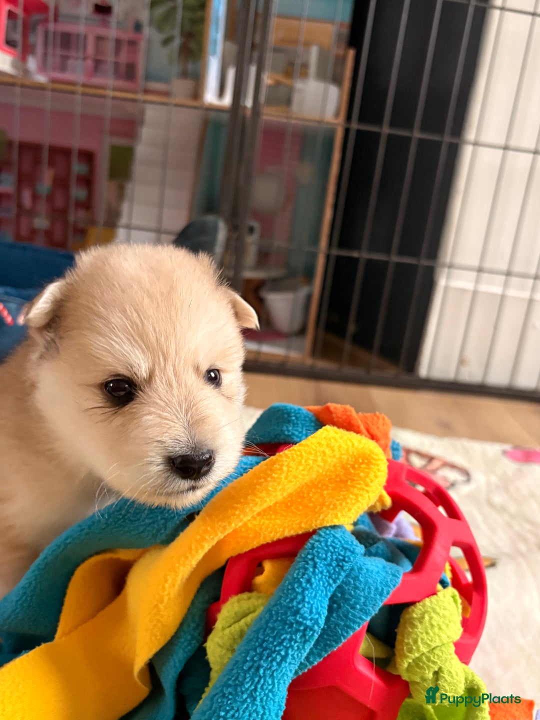 Pomsky honden te koop: 🌟 Prachtige Pomsky Pups te Koop  - Advertentie 13