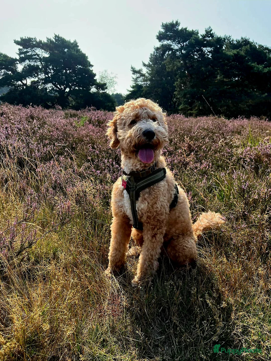 Kruising honden te koop: (Australiën) labradoodle, nog 1 pup beschikbaar in Rijssen - Advertentie 2