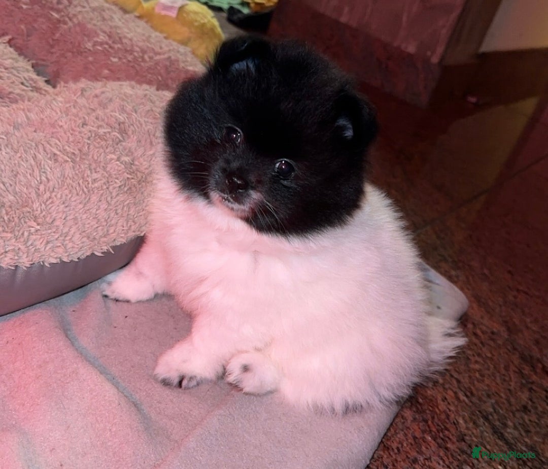 Pomeriaan honden te koop: Prachtige bearface pomeriaan teefje - Advertentie 15