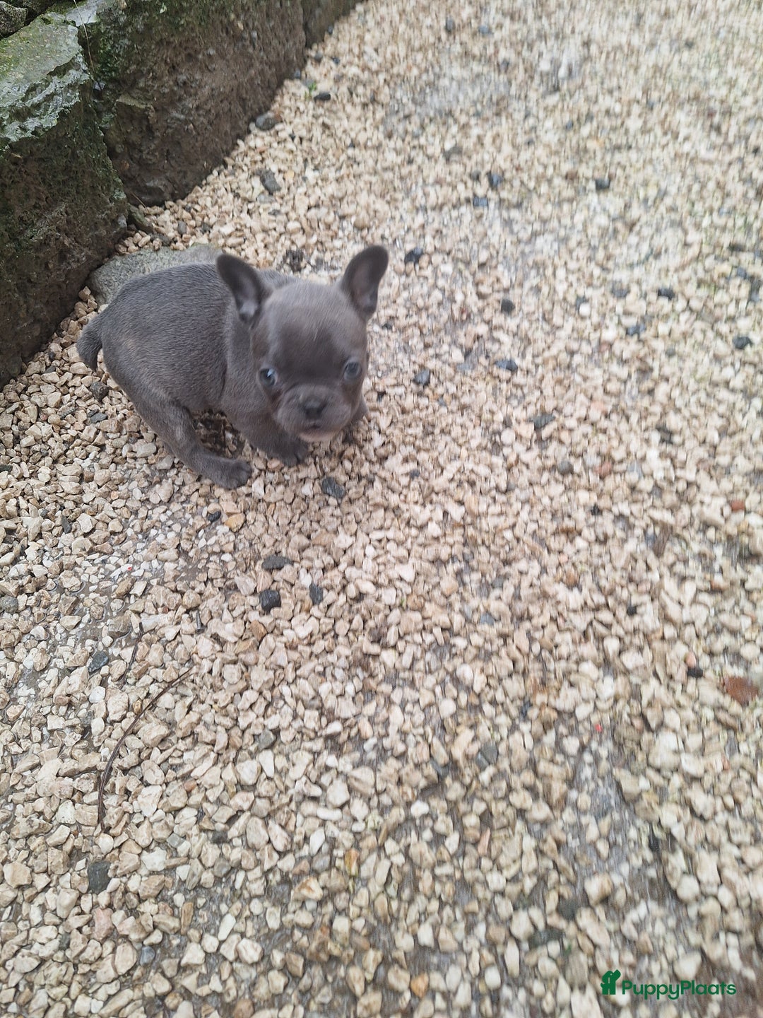 Franse Bulldog honden te koop: Nieuwe franse bulldog pups.  - Advertentie 8