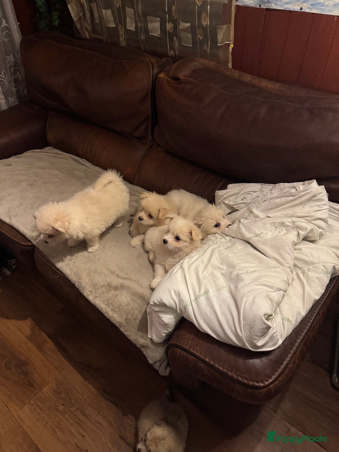 Kruising honden te koop: 7 weken oude Bichon Frise-puppy's - Advertentie 4