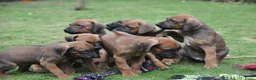 Rhodesian Ridgeback honden te koop: Prachtige Rhodesian Ridgeback pups met stamboom - Advertentie 4