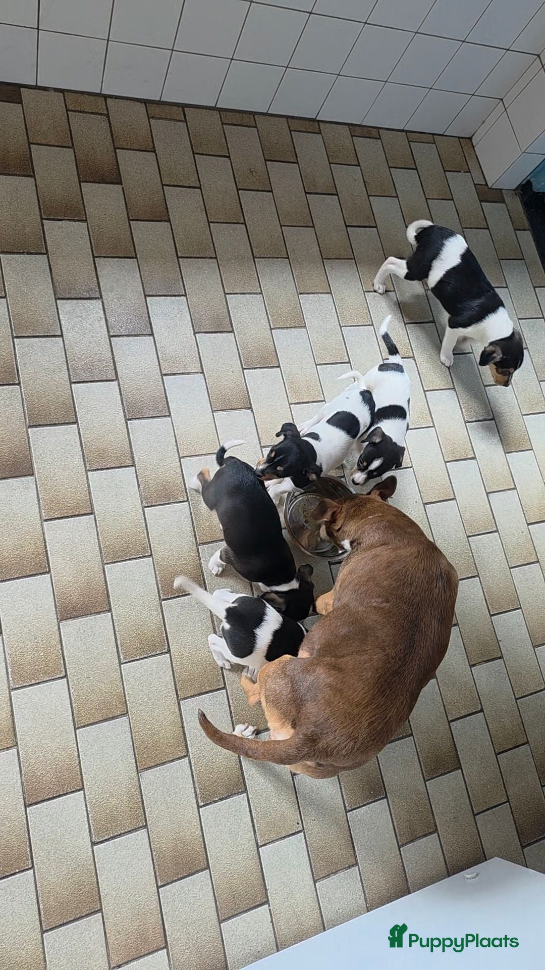 Boerenfox honden mooie 100% Boerenfox pups - Advertentie 1
