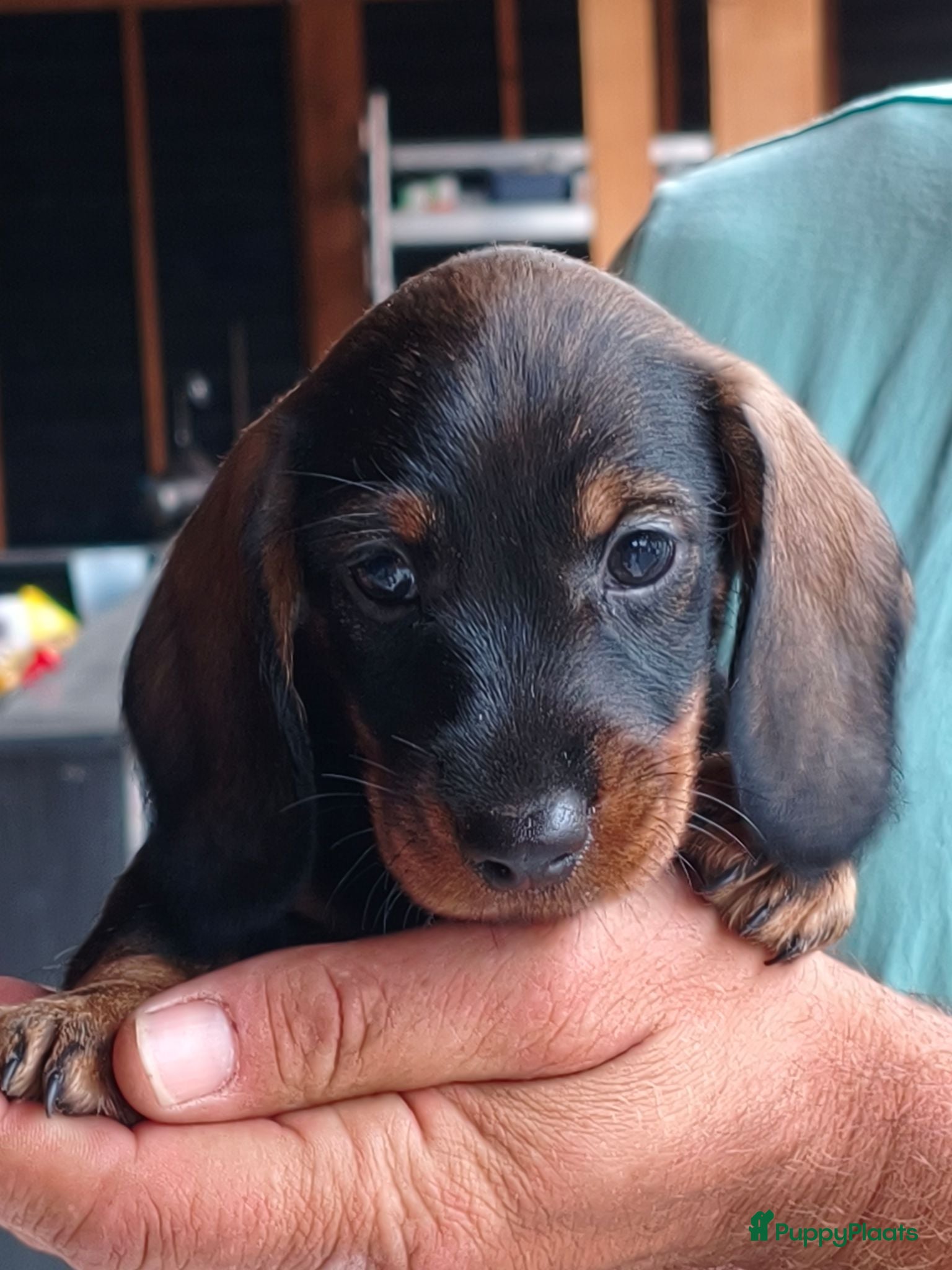 Kruising honden Gouden mandje gezocht - Advertentie 7